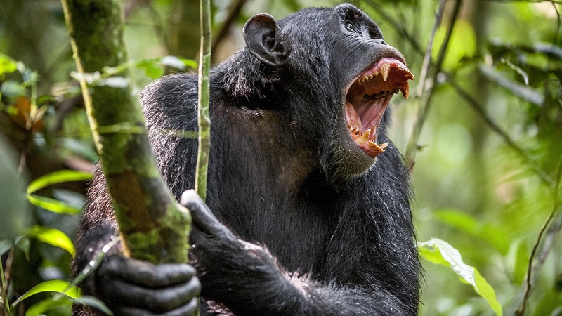 Chimpanz S S O Vistos Matando Gorilas Pela Primeira Vez E Surpreendem