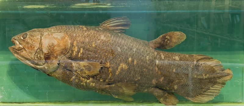 Espécie pré-histórica de peixe de 420 milhões de anos é encontrada em Madagascar - 1