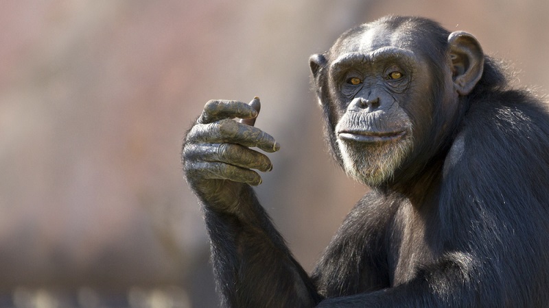 Cientista soviético tentou criar híbridos entre humanos e chimpanzés - 1