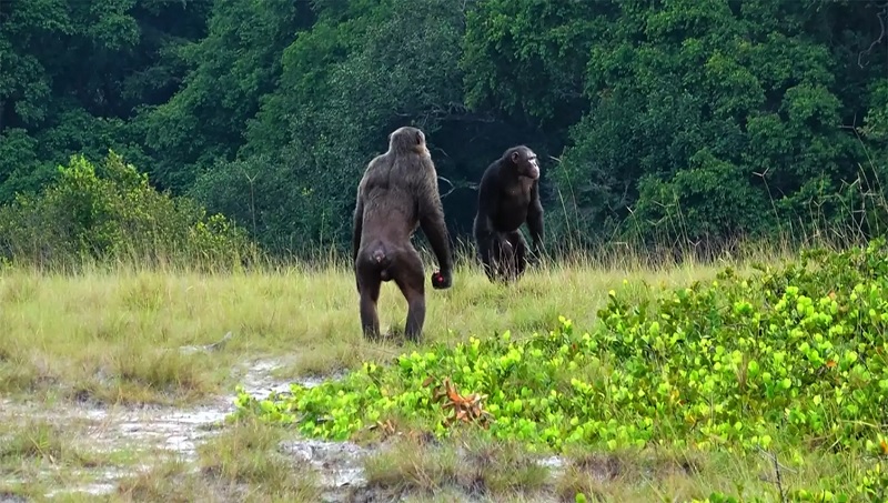 Chimpanzés são vistos matando gorilas pela primeira vez e surpreendem cientistas - 1