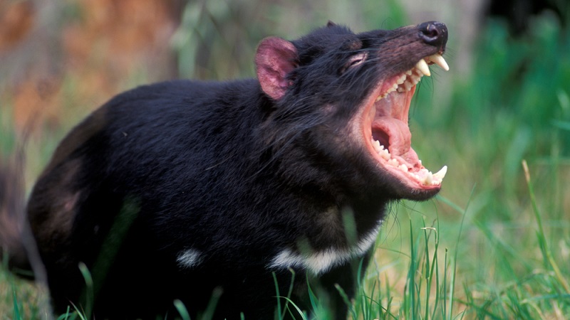 Diabos-da-Tasmânia nascem pela primeira vez em 3 mil anos no continente da Austrália - 1