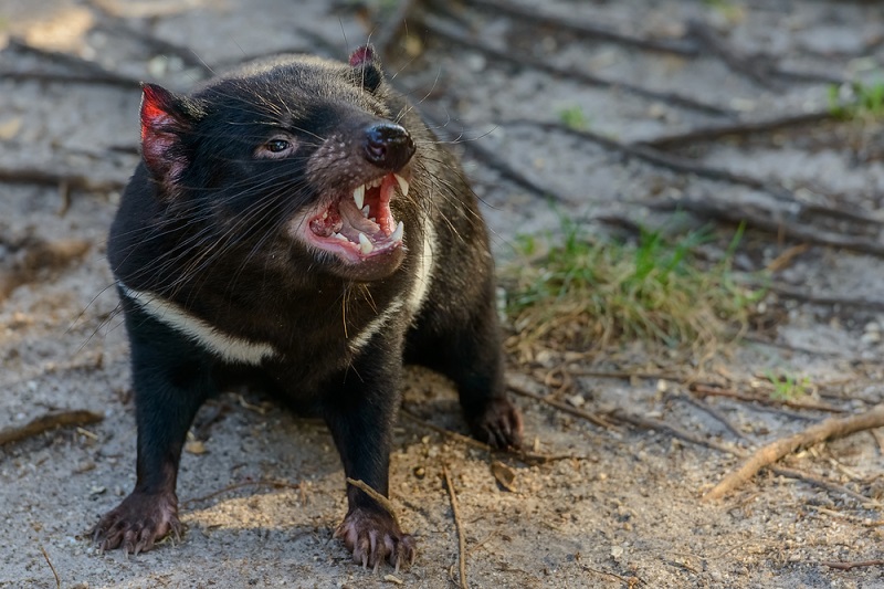 Diabos da Tasmânia retornam à Austrália 3 mil anos depois de serem extintos - 1