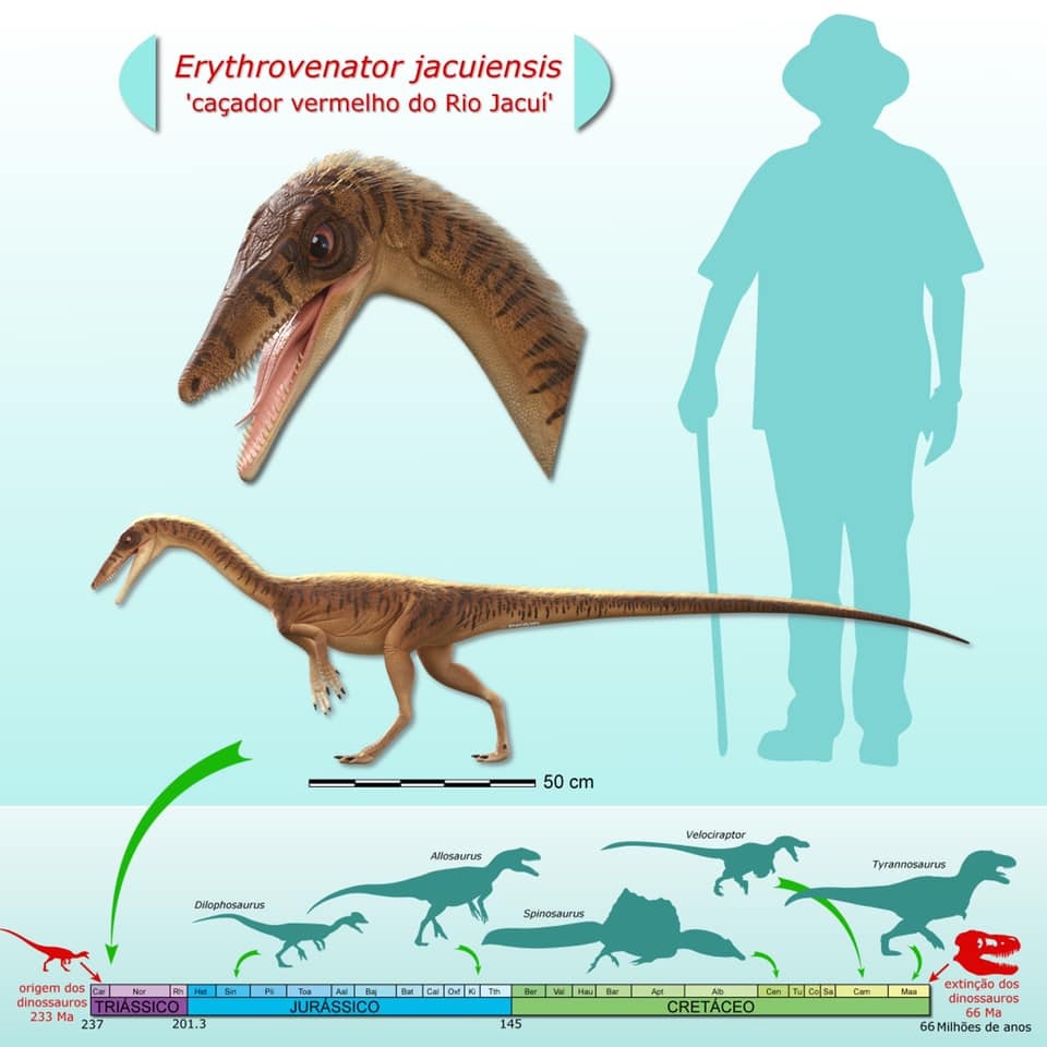 Fóssil do mais antigo parente do Tiranossauro rex é encontrado no sul do Brasil - 2