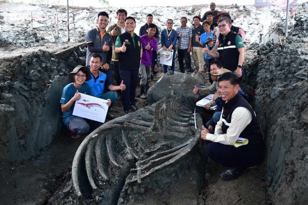 Raro esqueleto de baleia de 5 mil anos é encontrado bem preservado na Tailândia - 1