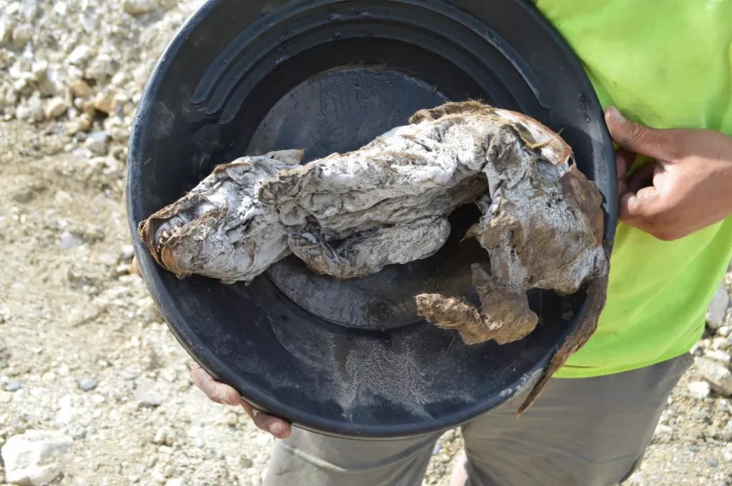 Filhote de lobo de 57 mil anos é encontrado bem preservado no Canadá - 1