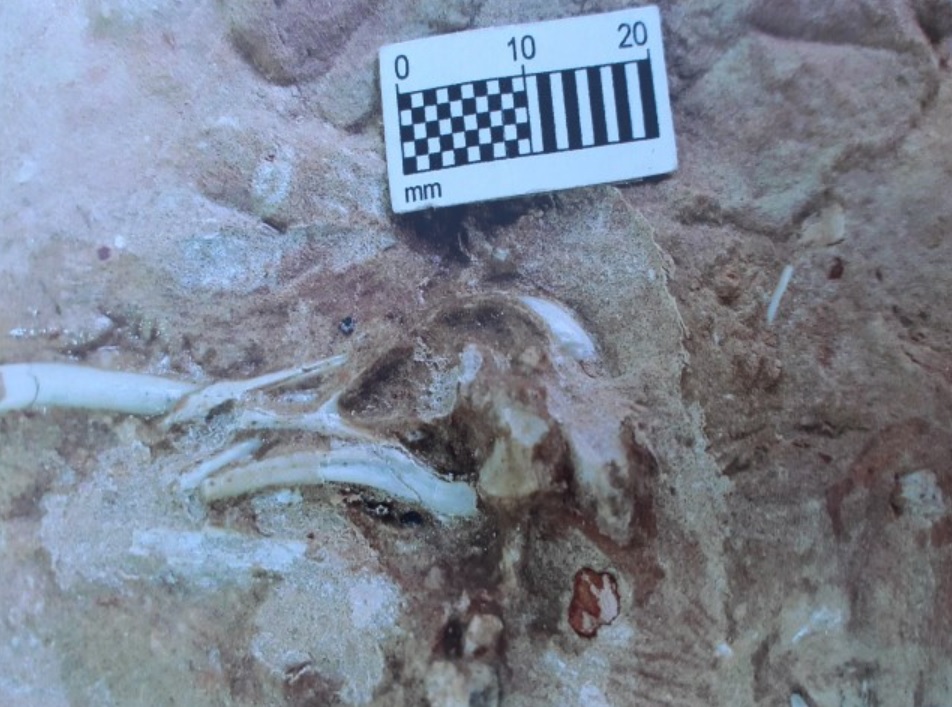 Fósseis de cobras e aves da época dos dinossauros são encontrados no interior de SP - 1