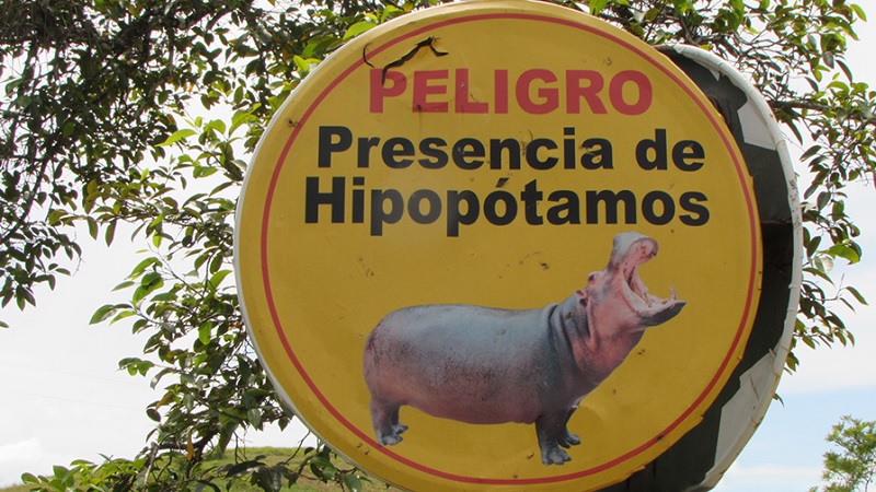 Hipopótamos de Pablo Escobar precisam ser abatidos, defendem cientistas - 1
