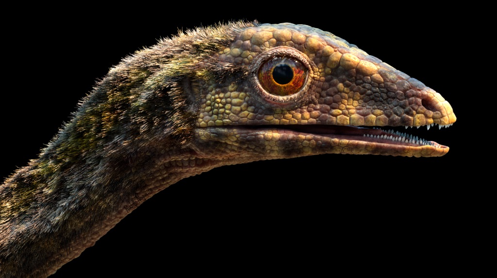 Cientistas brasileiros fazem história ao desvendar mistério da origem dos pterossauros - 2