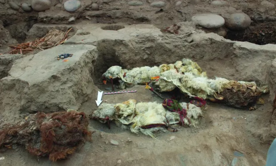 Múmias de lhamas usadas em sacrifícios pelos incas são encontradas no Peru - 1