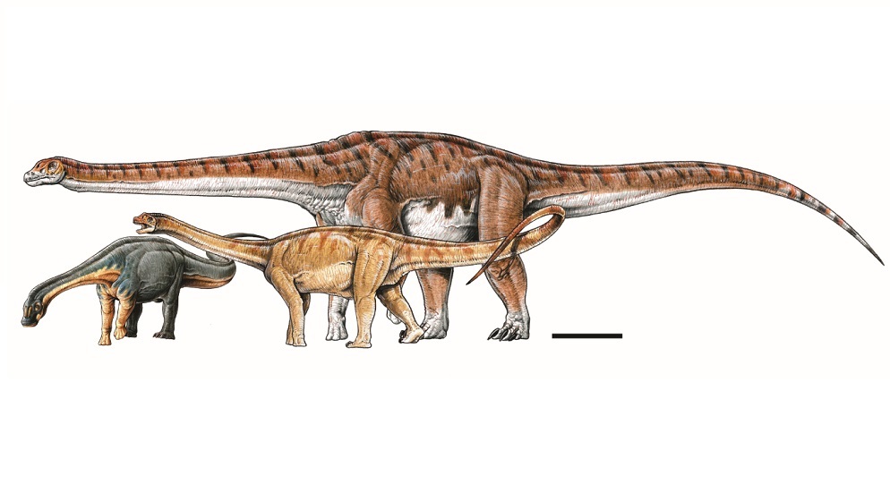 Dinossauro gigante encontrado na Argentina pode ter sido o maior animal da face da Terra - 1