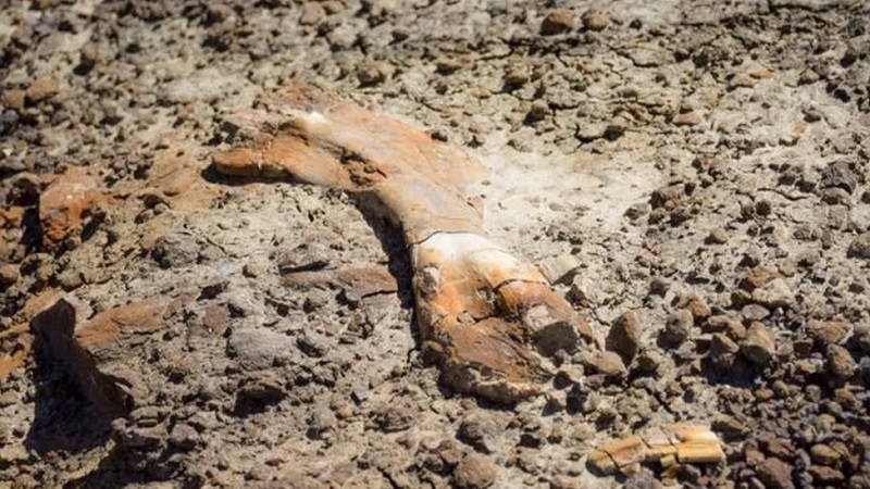Garoto de 12 anos encontra esqueleto de dinossauro de 69 milhões de anos no Canadá - 1