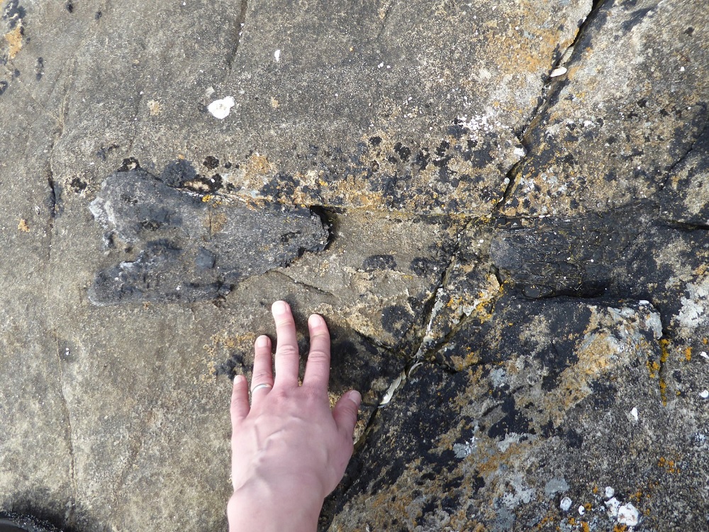 Corrida na praia resulta na descoberta acidental de raro osso de dinossauro na Escócia - 2