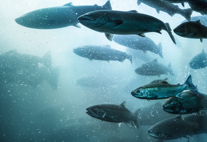 Estudo indica que peixes podem se viciar em drogas presentes nas águas - 3