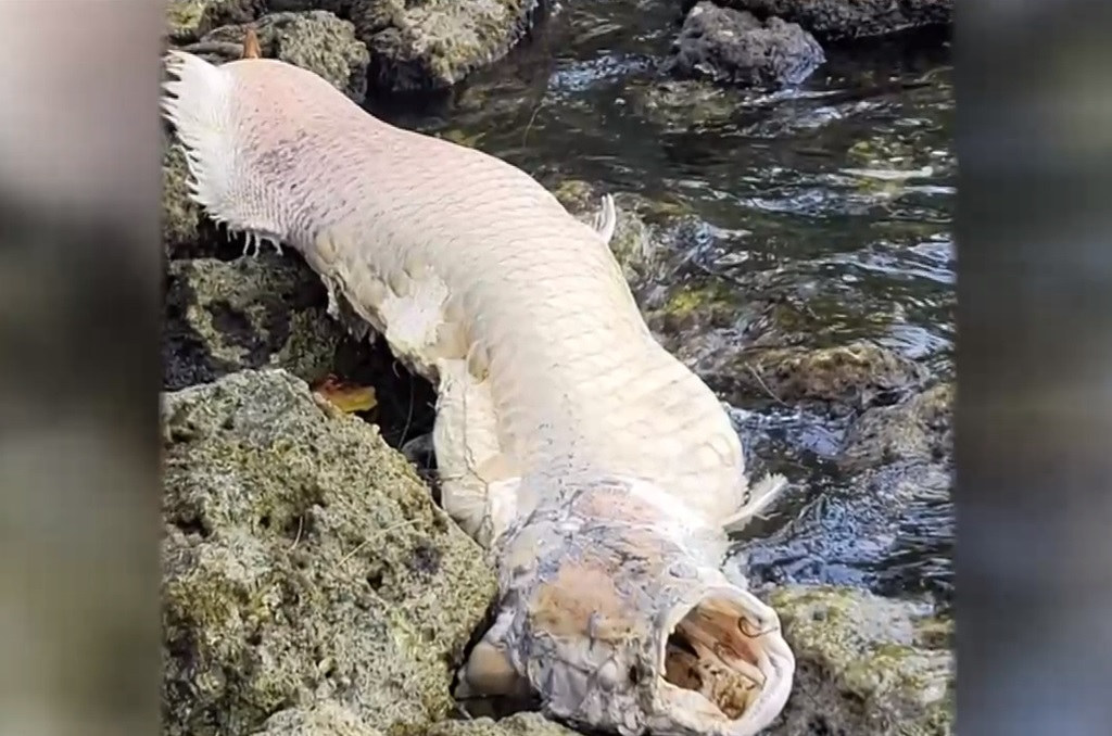 Mistério: como um peixe gigante da Amazônia apareceu na Flórida? - 1