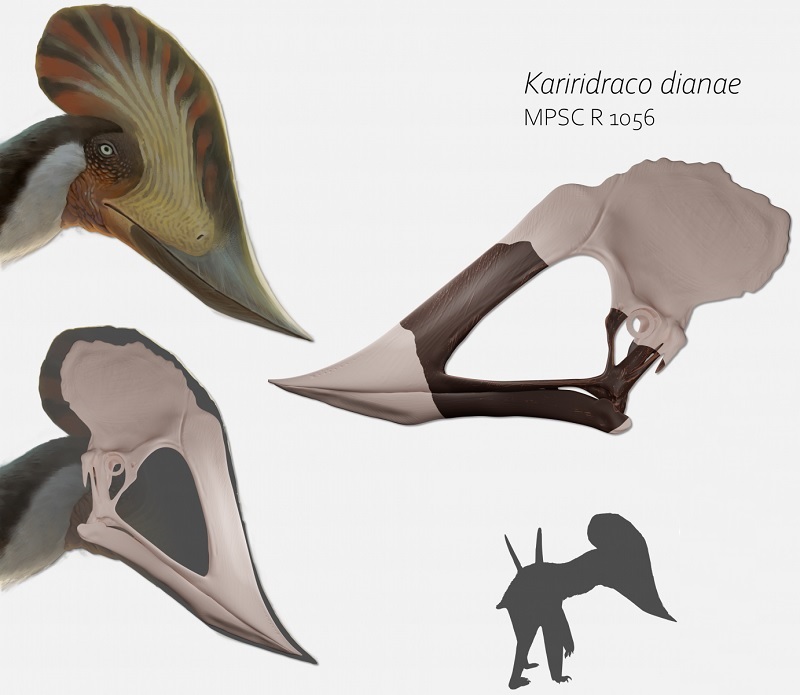 Novo pterossauro brasileiro é batizado em homenagem à Mulher-Maravilha - 1