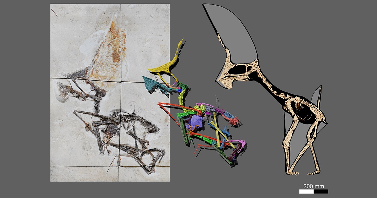 A incrível saga do fóssil de pterossauro brasileiro apreendido com contrabandistas - 1