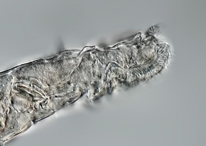 Animais microscópicos voltam à vida após hibernarem por 24 mil anos na Sibéria - 1