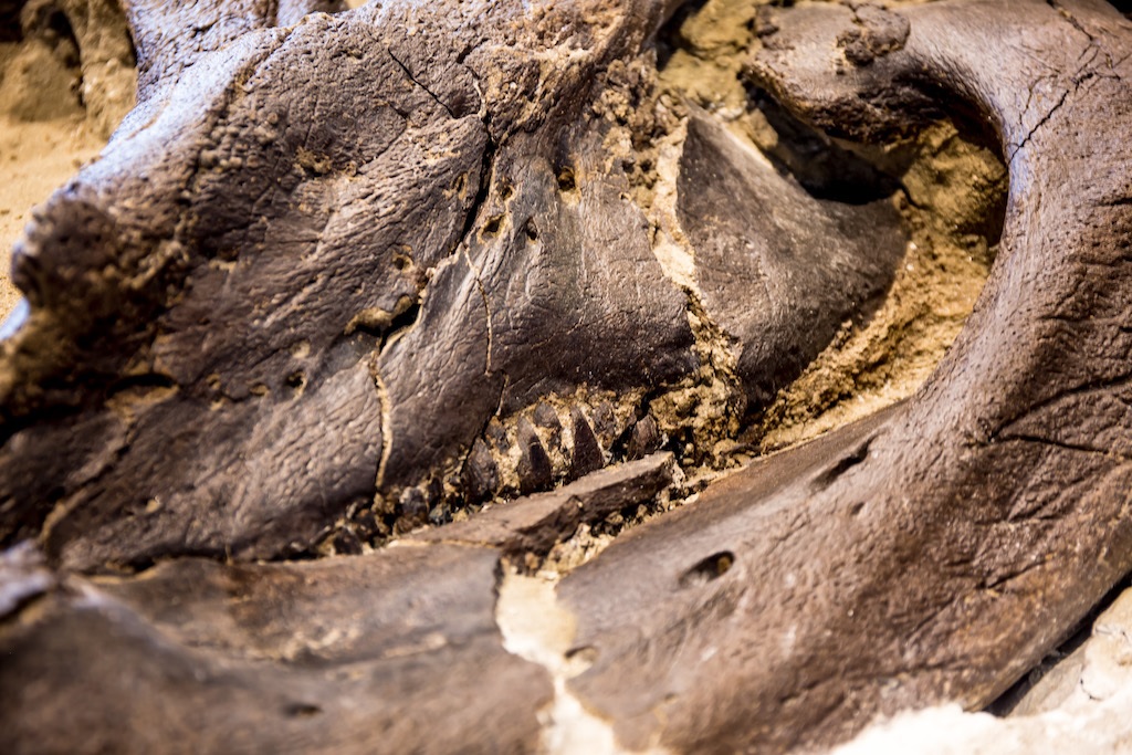 Primeiro fóssil completo de um Tiranossauro Rex é revelado por pesquisadores - 1