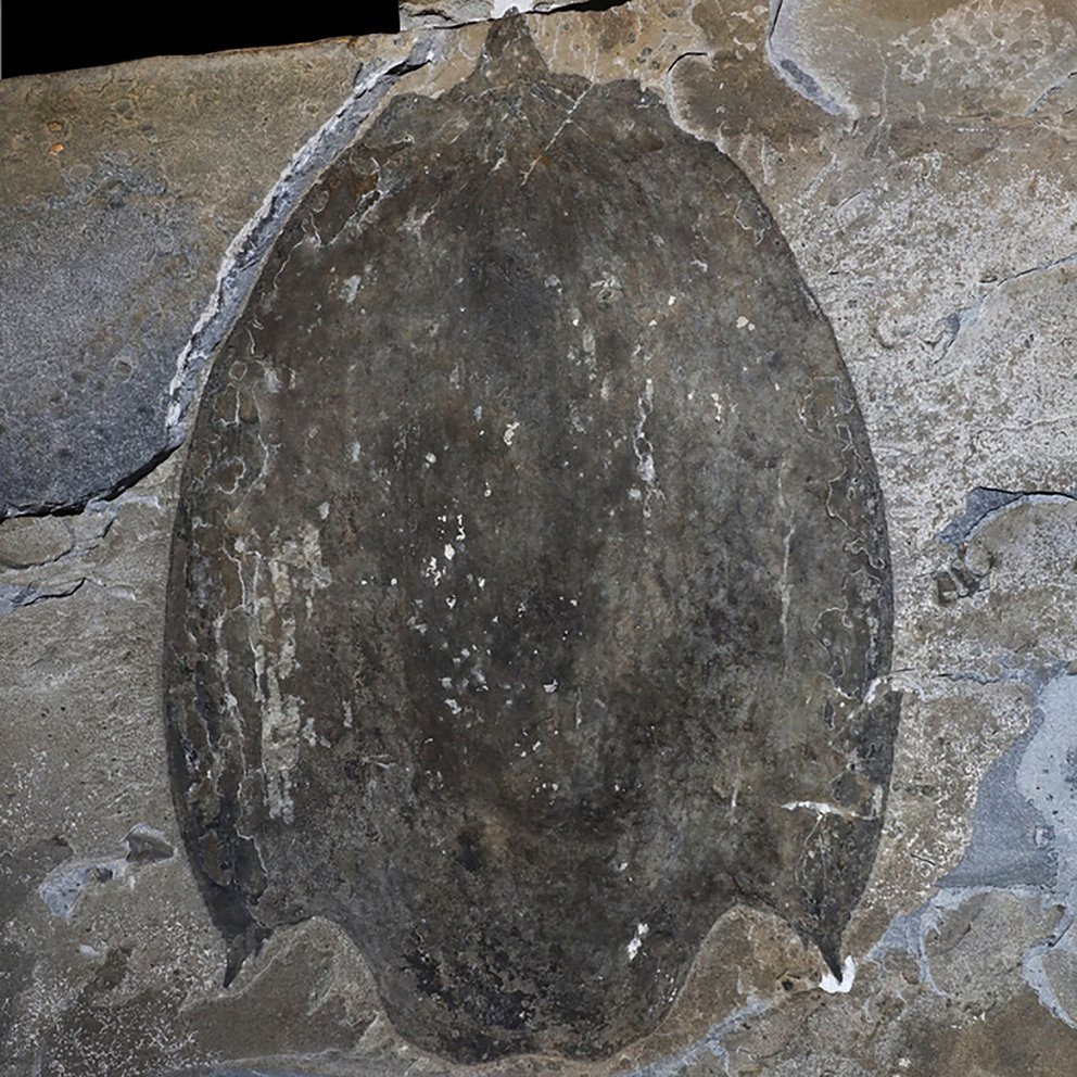 Fóssil de enigmático predador gigante de 500 milhões de anos é encontrado no Canadá - 2