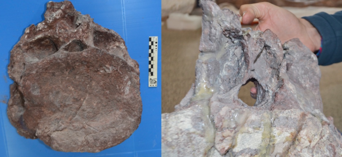 Fósseis do titanossauro mais antigo do mundo são encontrados na Argentina - 1